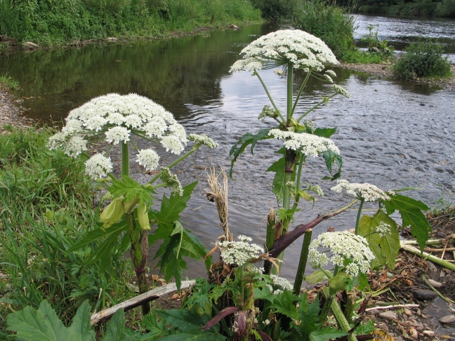 Blütenstand der Herkules-Staude an der Rur bei Jülich: Ihre Giftstoffe können bei Sonneneinstrahlung gefährliche Hautverletzungen hervorrufen.