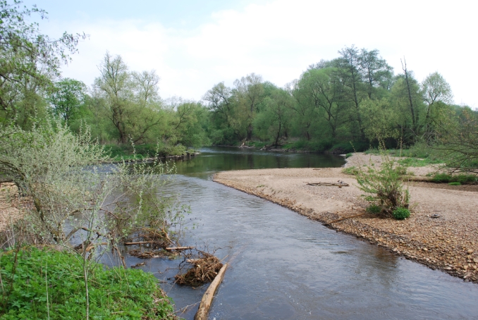 Am Zusammenfluss zwischen Rur und Inde bei Jülich-Kirchberg hat sich nach der Renaturierung der Inde im FFH-Gebiet eine urige Landschaft mit Kiesbänken und Totholz gebildet

