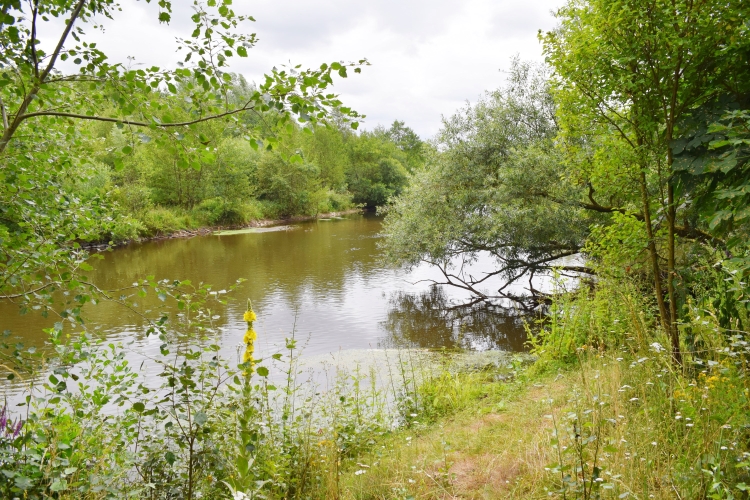 Die renaturierte Rur bei Linnich-Körrenzig

